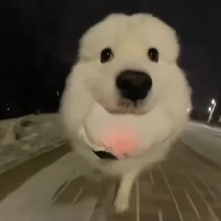 🐶