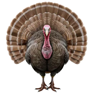 🦃