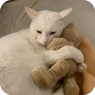 🐱