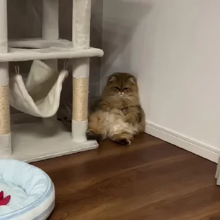 🐈‍⬛️