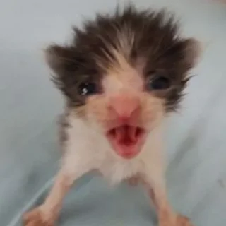 🐱
