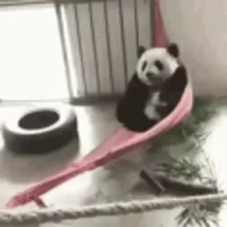 🐼