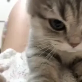 🐱