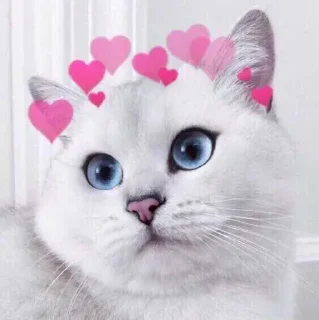 😻