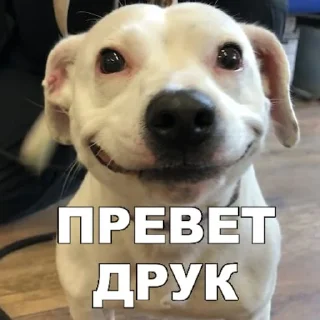 🐶