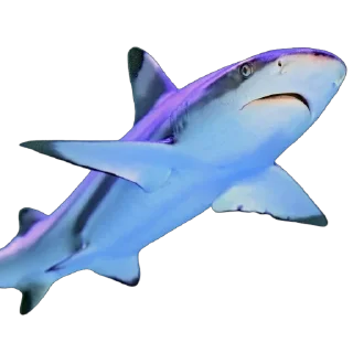 🦈