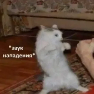 🐱