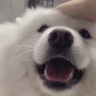 🤍
