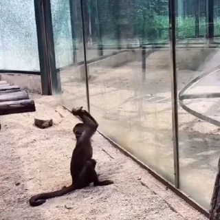🦧