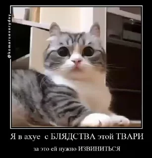 🐱