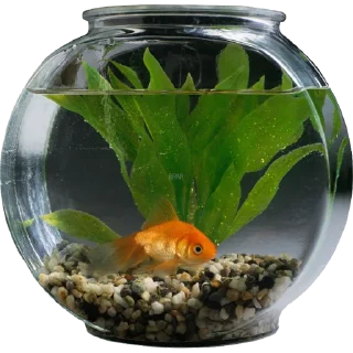 🐠