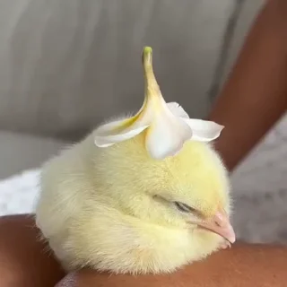 🤩