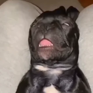 🐕