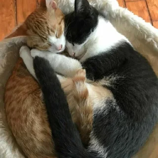 💗
