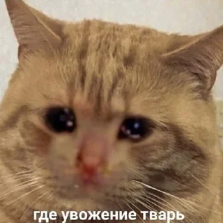 🐶
