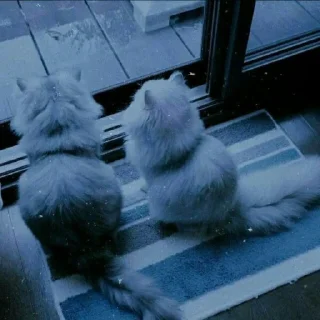 😺