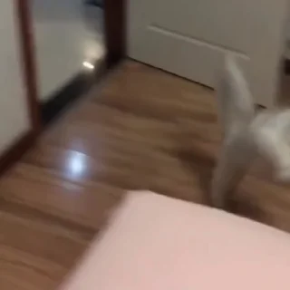 🤩