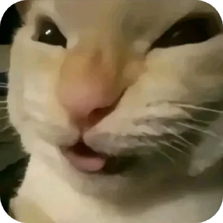 🐶