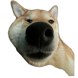 🐶