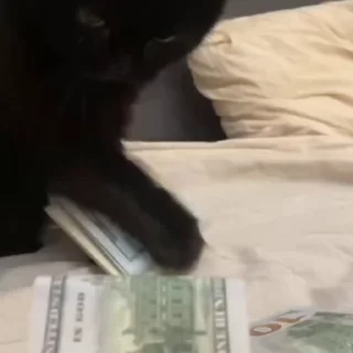 🐈
