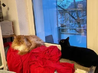 😾