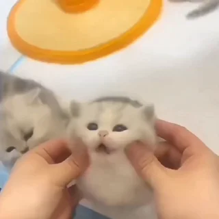 🐈