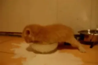 🥛