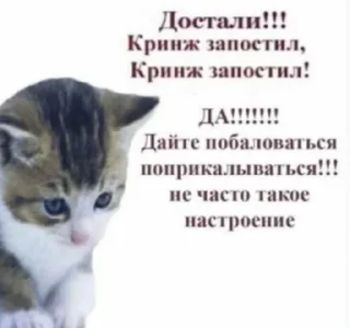🐱