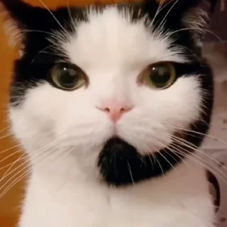 🐈