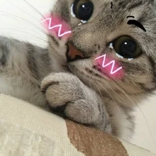 🐱