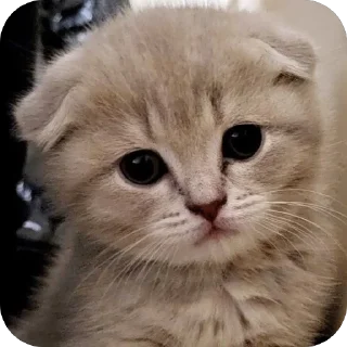 🐱