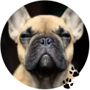 🐶