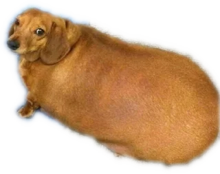 🌭