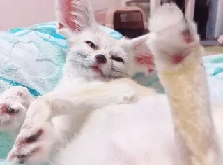 🦊