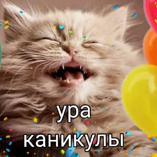 🎉