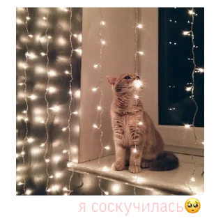 🥺