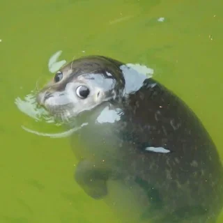 🦭