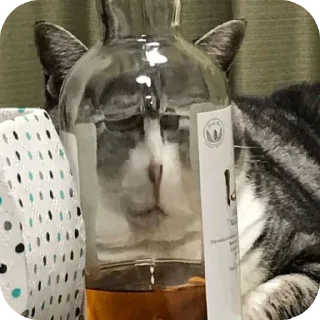 🐱