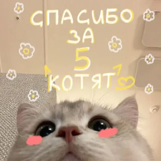 My kittens