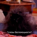 Cat Salem
