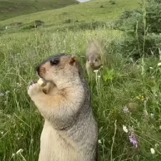 🦫