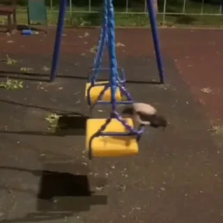 🐦