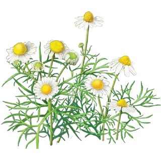 🌼