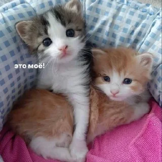 🐱