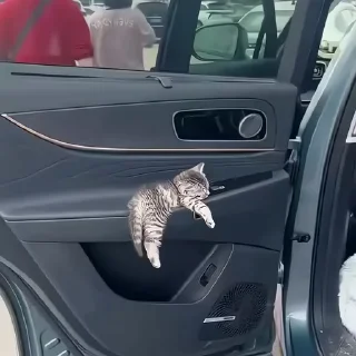 🐈‍⬛️