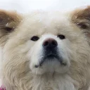 🐶