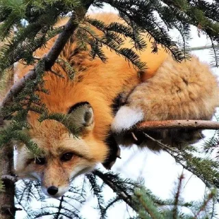 🦊