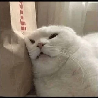 😼