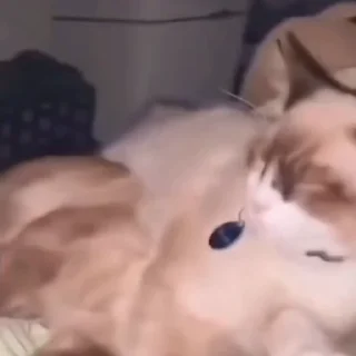🤩