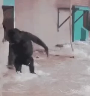 🐵